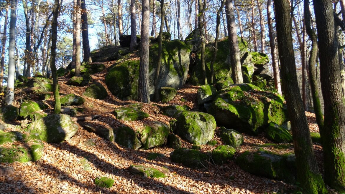 À la découverte des sites ancestraux des Monts du Lyonnais : la roche Samson et la roche Mathiole
