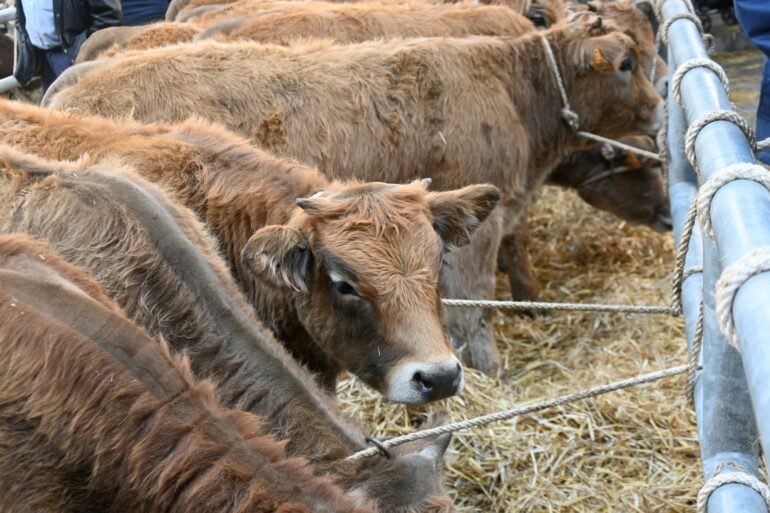 Saint-Galmier : la Sainte-Catherine attire les foules 3 DSC0251