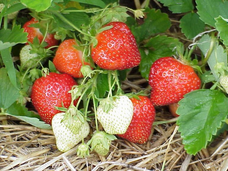 Les fraises de Courzieu - © lemirador.fr