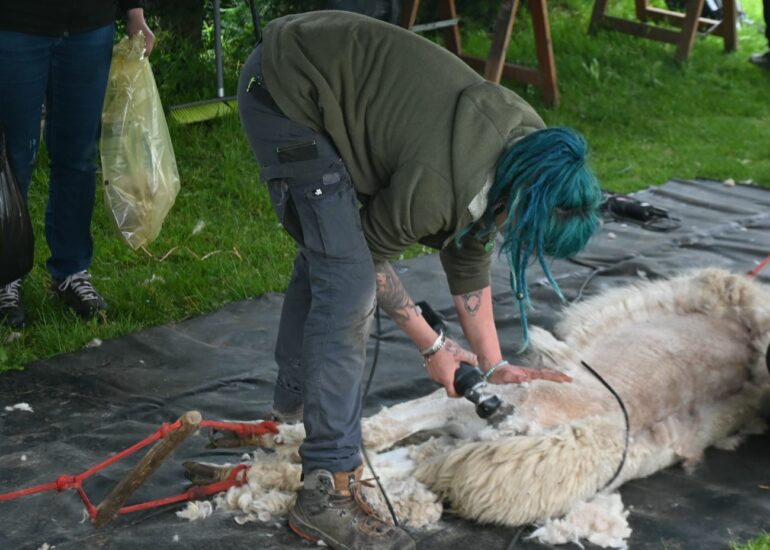 La 3ᵉ édition de la fête de la tonte des alpagas à Chevrières 1 Juliane exerçant ses talents sur les alpagas de Chevrières - © Quentin Merle