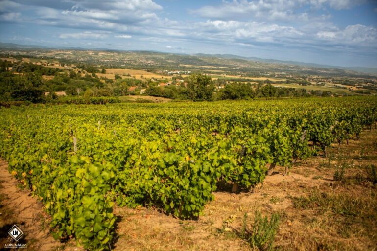 Les Côteaux du Lyonnais fêtent leur 40 ans - © Loïs Nagir
