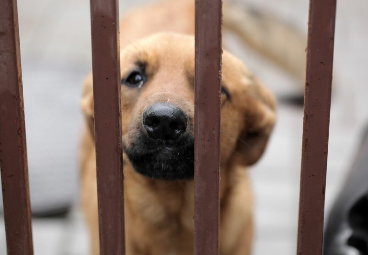 Animaux maltraités : la gendarmerie du Rhône partage le nouveau numéro d’alerte