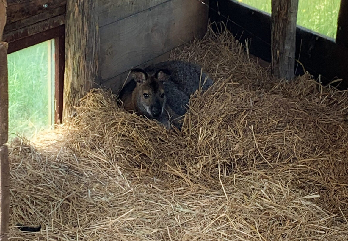 Jumpy, le wallaby de la ferme des Mini-Pousses de Mornant, retrouvé sain et sauf après deux jours de fugue