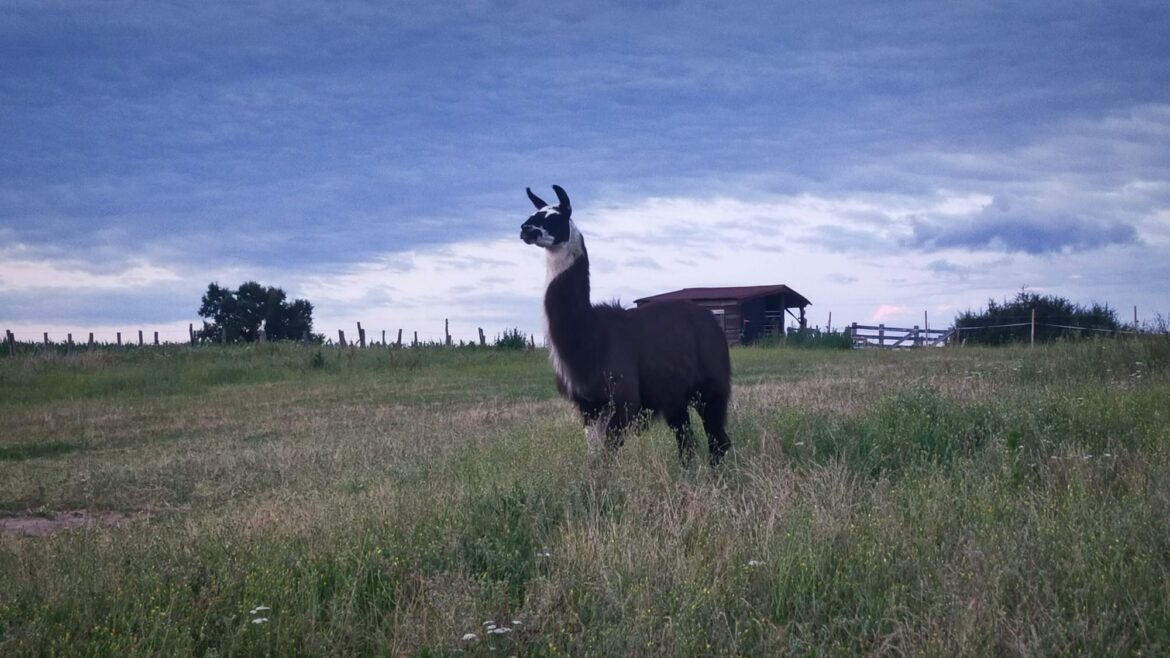 Lamas thérapeutes et éco-pâturage : cette initiative originale dans les Monts du Lyonnais. © Les Gentilles Canailles