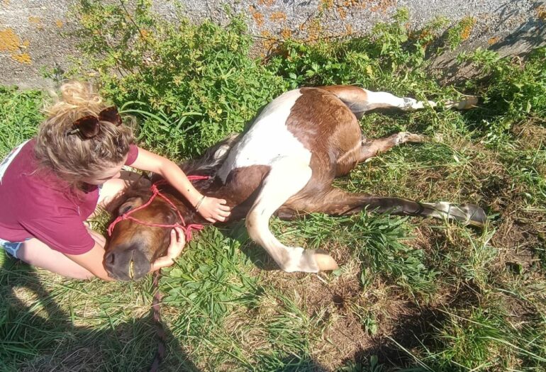 La relation entre une petite fille et son poney brisée par un acte de vandalisme à Thurins 1 La relation entre une petite fille et son poney brisée par un acte de vandalisme à Thurins