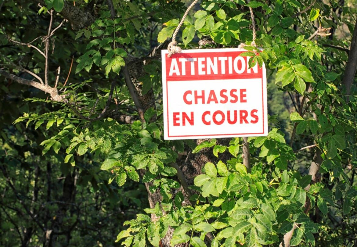 Un chaton mortellement attaqué par des chiens de chasse près de sa maison à Thurins