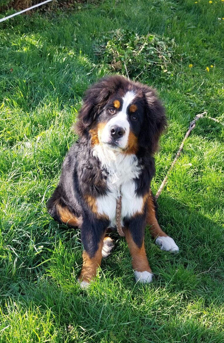 De la retraite à l'excellence : l'incroyable histoire d'amour entre une Jarsaire et ses bouviers bernois 1 Un élevage passionné de bouviers bernois à Larajasse