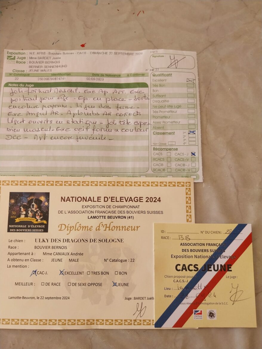 De la retraite à l'excellence : l'incroyable histoire d'amour entre une Jarsaire et ses bouviers bernois 2 Son jeune mâle Ulky, âgé de 15 mois, a remporté le premier prix dans sa catégorie et s'est classé troisième au championnat de France.