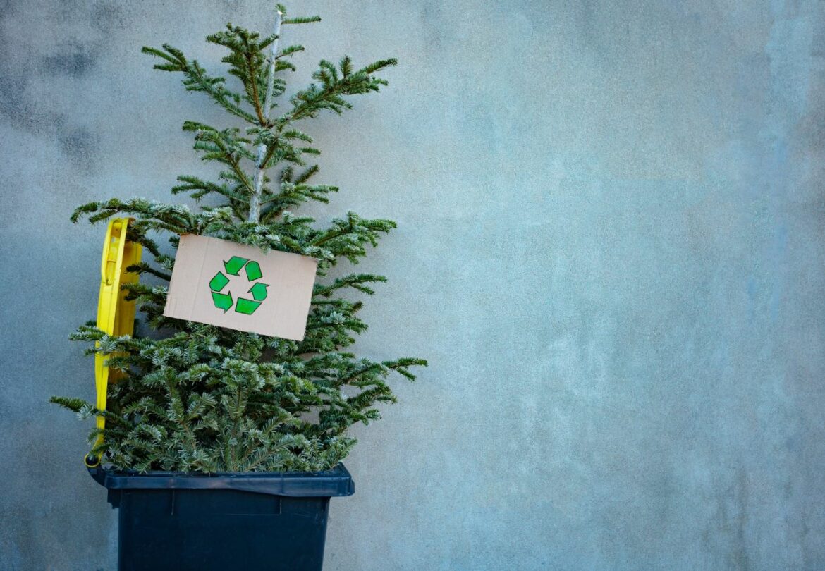 Monts du Lyonnais : où déposer son sapin après les fêtes ?