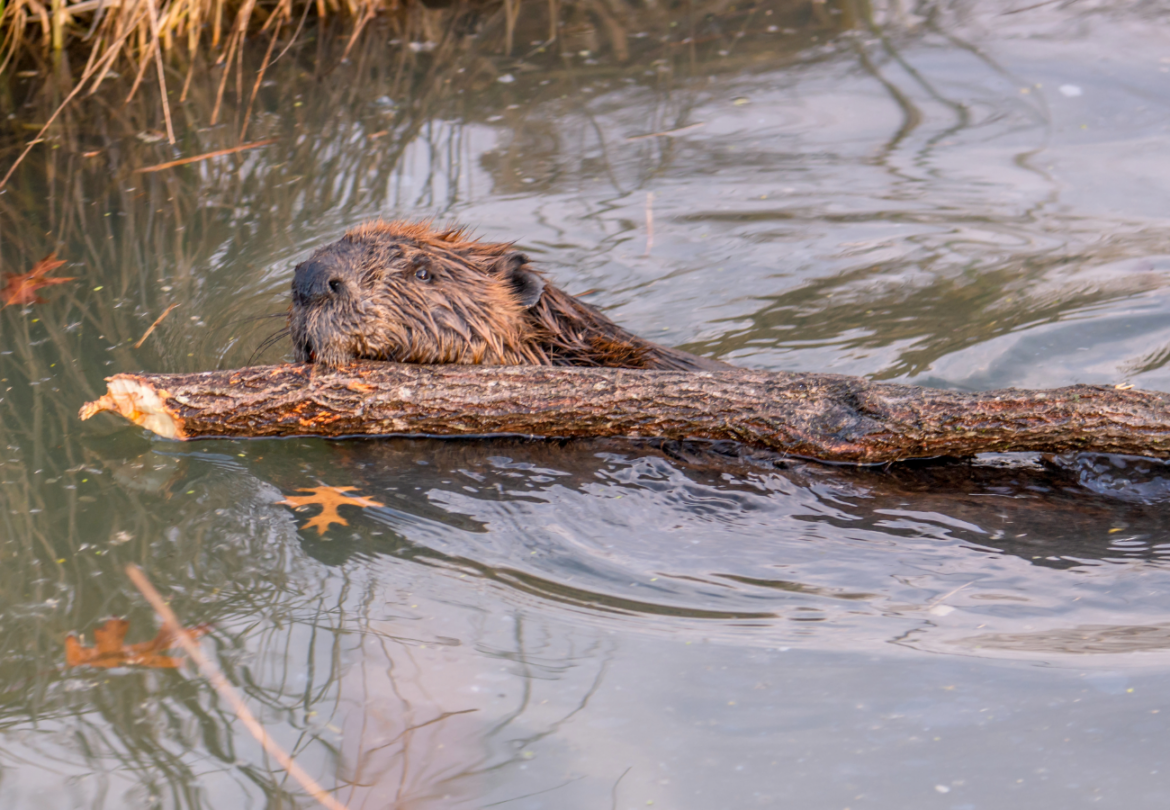 Le retour du castor sur les rives de la Brévenne ? Une renaissance écologique