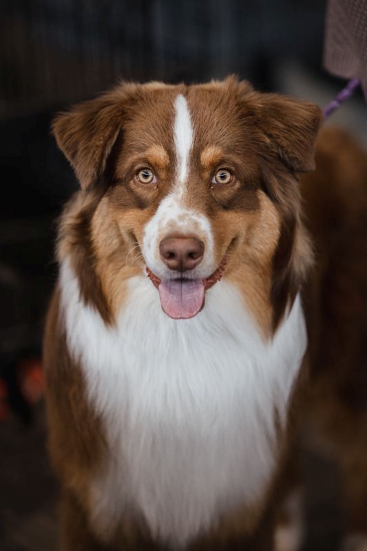 Les chiens préférés en Auvergne-Rhône-Alpes : le classement 2024 dévoilé 2 Le berger australien, un chien familial très apprécié