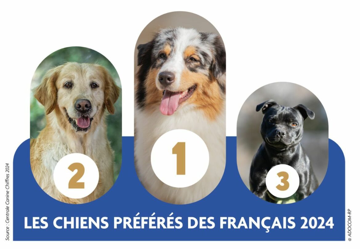 Les chiens préférés en Auvergne-Rhône-Alpes : le classement 2024 dévoilé 1 chiens preferes 2024