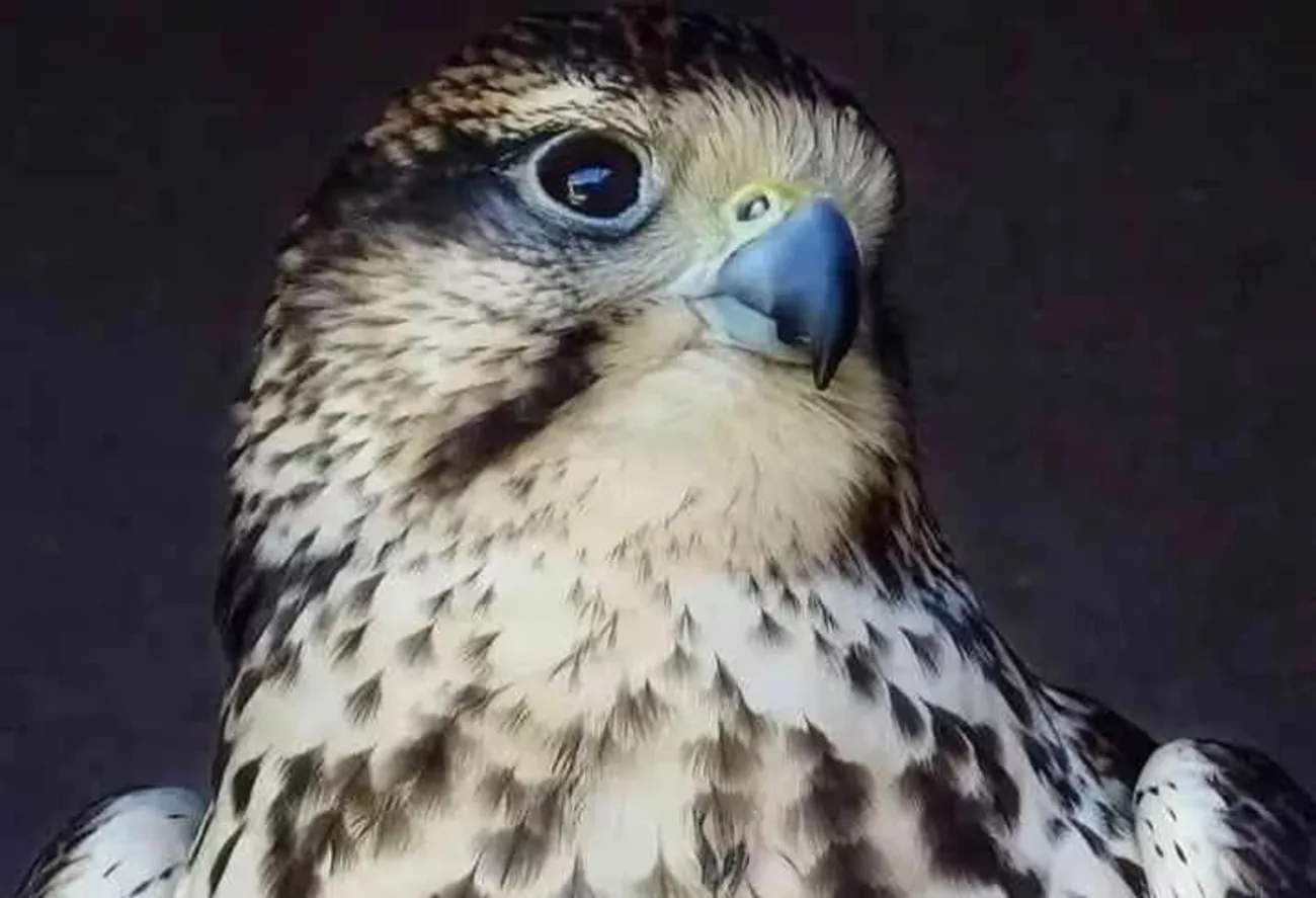 Le parc de Courzieu en quête de son faucon perdu : un appel à l'aide lancé