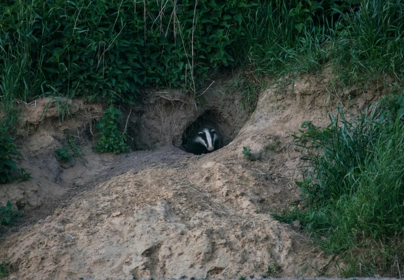 La prolongation de la vénerie sous terre du blaireau dans la Loire a été confirmé par le tribunal administratif de Lyon 