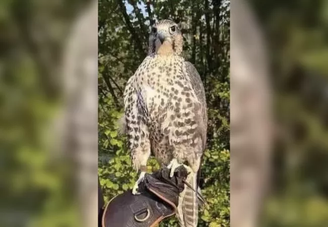 Le parc de Courzieu en quête de son faucon perdu : un appel à l'aide lancé 1 Le parc de Courzieu en quête de son faucon perdu : un appel à l'aide lancé