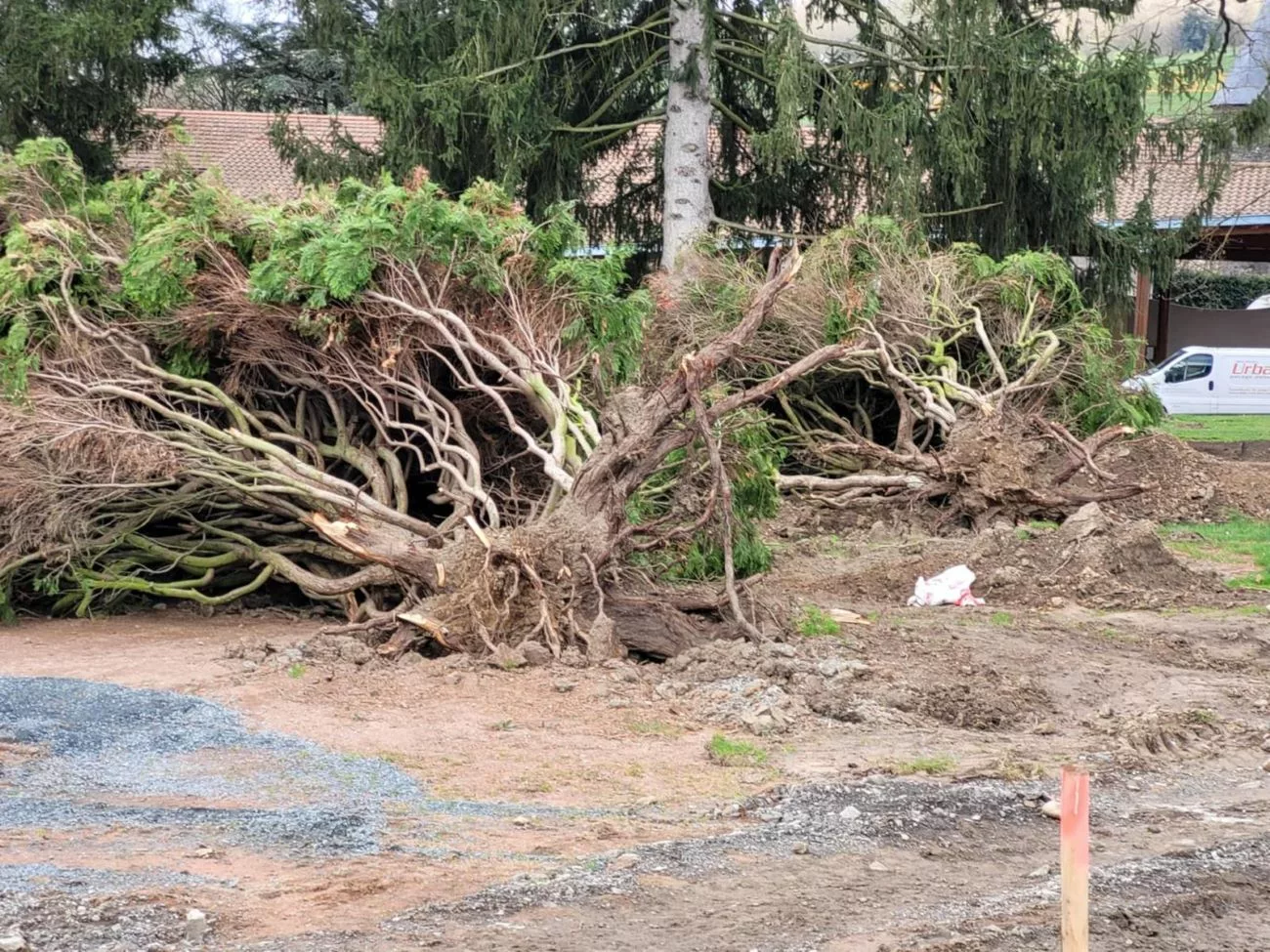 À Sainte-Foy-l'Argentière, le parc municipal a particulièrement souffert avec trois arbres déracinés dans la nuit de vendredi 21 à samedi 22 mars - © Jocelyne Rolland