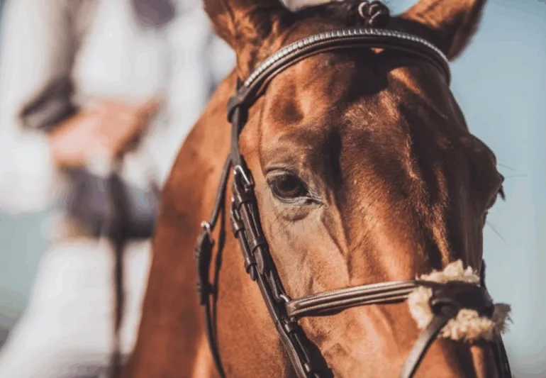 L'équitation dans la Loire : grande campagne pour attirer de nouveaux cavaliers