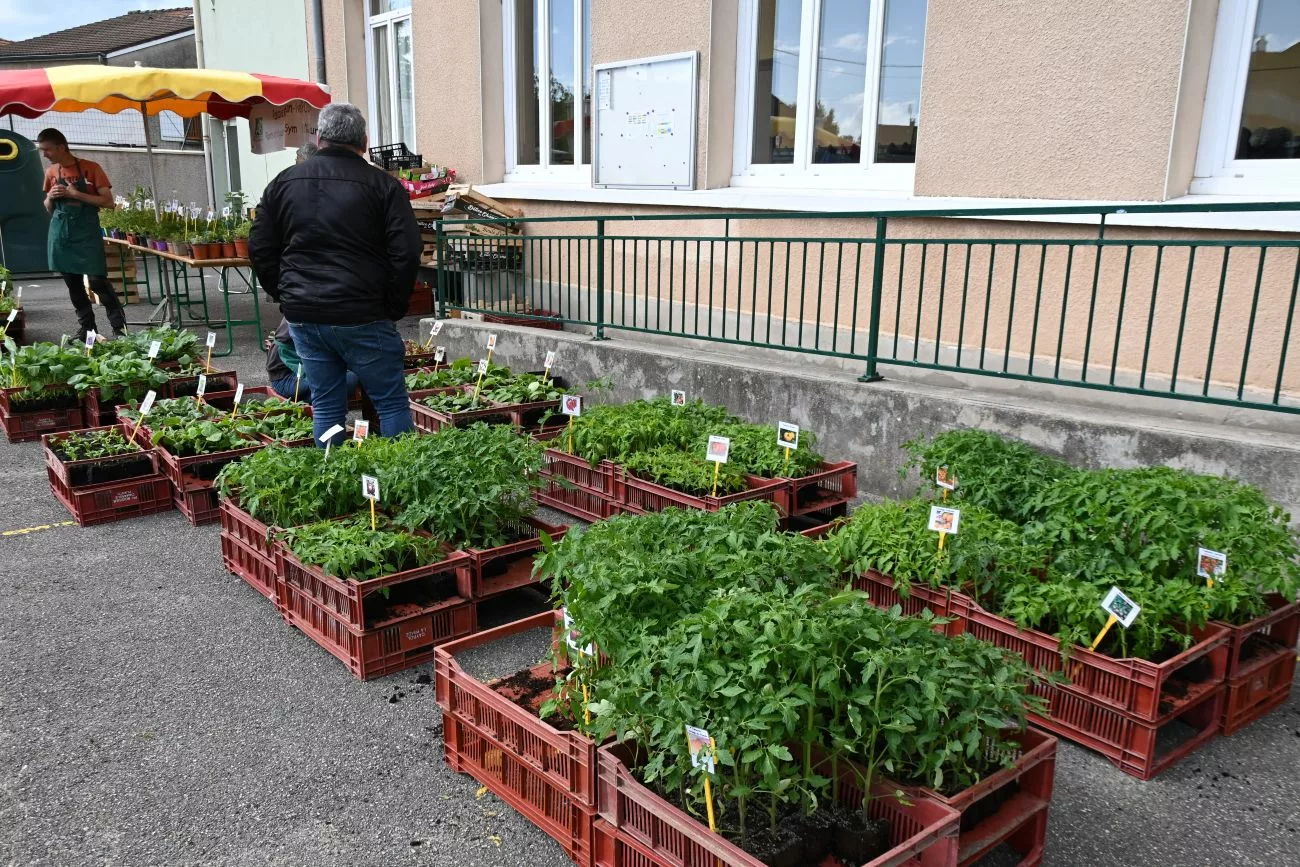 Plants bio et créateurs attirent la foule au collège Follereau de Chazelles-sur-Lyon 1 Un succès qui se confirme pour les plants bio avec 2 200 plants écoulés pour 80 commandes enregistrées - © Quentin Merle