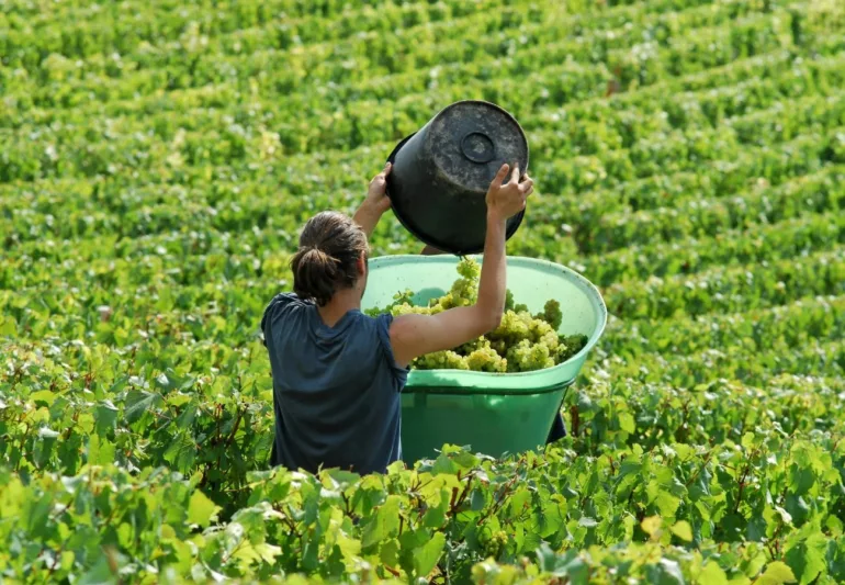 Vendanges 2025 : 10 000 emplois directs en Auvergne-Rhône-Alpes
