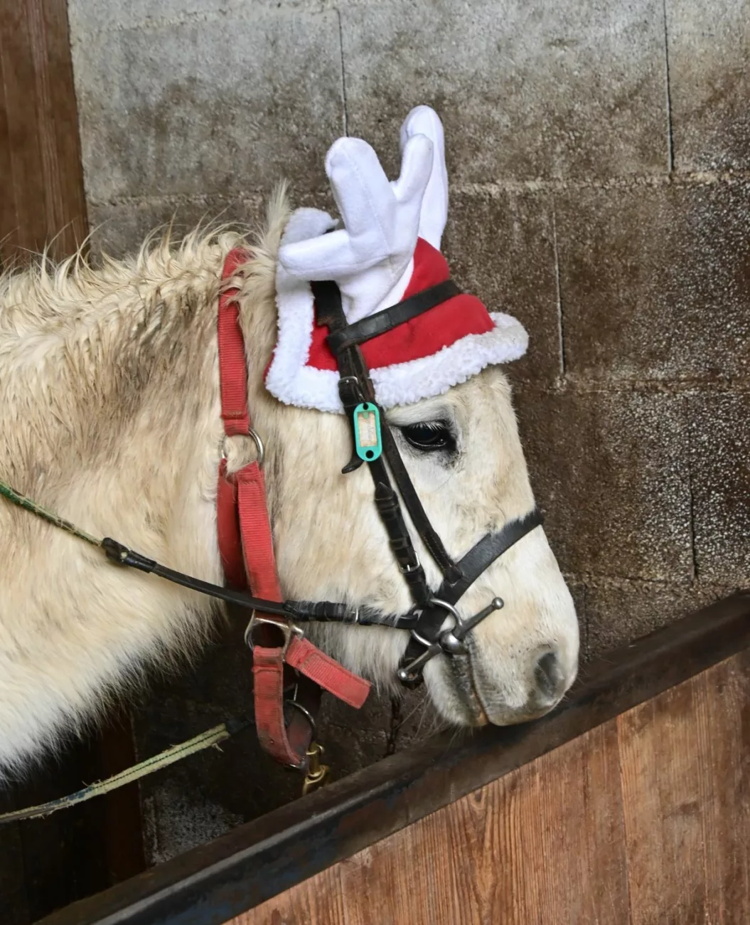Le marché de Noël du centre équestre La Rivière attire les foules malgré la pluie 2 Marché de Noël au centre équestre La Rivière à saint Martin en Haut