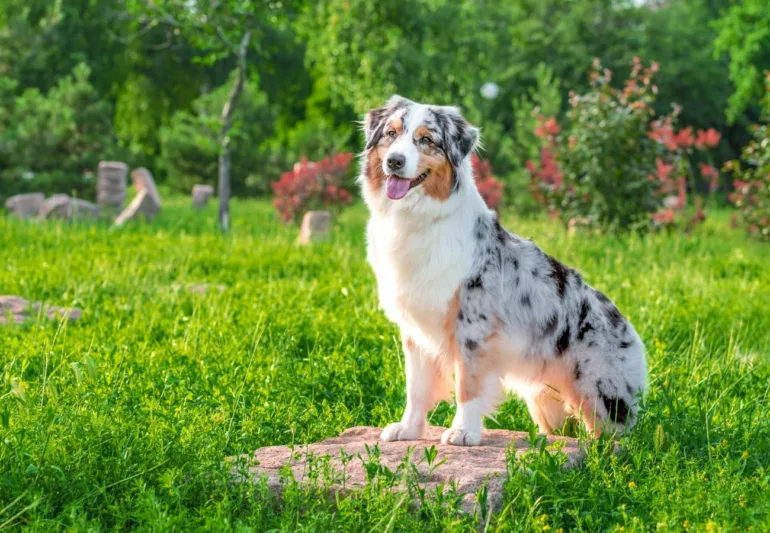 Chiens préférés des Français : le berger australien reste numéro un en Auvergne-Rhône-Alpes