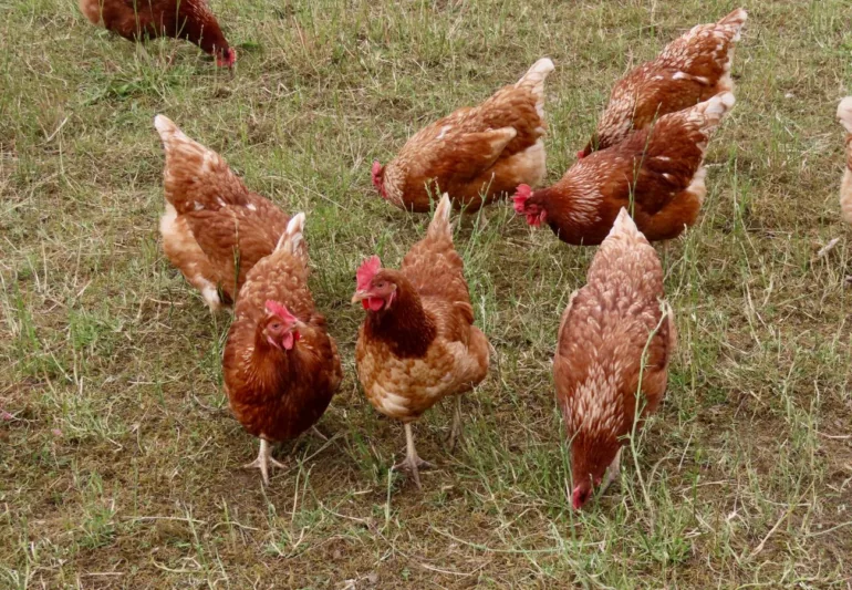 Adopter des poules sauvées de l’abattage à Saint-Martin-en-Haut ce samedi