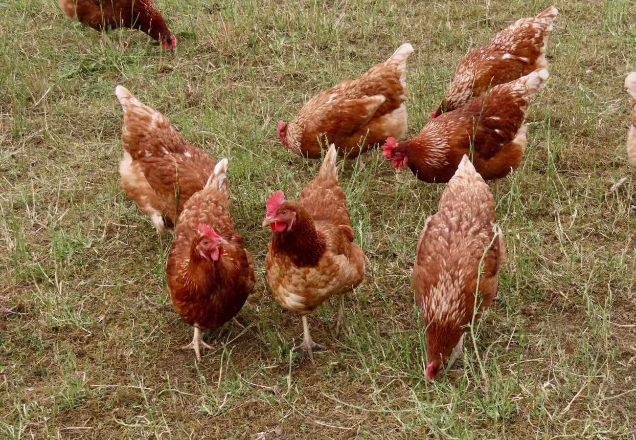 Adopter des poules sauvées de l’abattage à Saint-Martin-en-Haut ce samedi