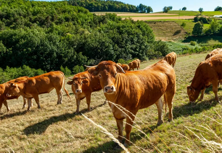 À Courzieu, une soirée pour parler agriculture et échanger avec les agriculteurs du territoire