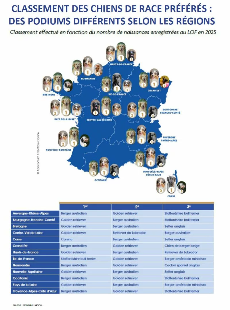 Chiens préférés des Français : le berger australien reste numéro un en Auvergne-Rhône-Alpes