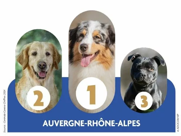 Chiens préférés des Français : le berger australien reste numéro un en Auvergne-Rhône-Alpes