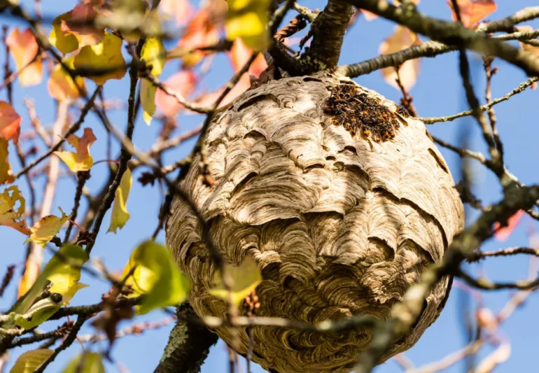 Les habitants des Monts du Lyonnais appelés à se mobiliser contre le frelon asiatique