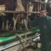 Un éleveur laitier de Saint-Genis-l&rsquo;Argentière raconte son quotidien face aux crises sanitaires