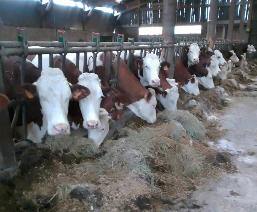 Roland Deschamps gère aujourd'hui un troupeau composé d'une quarantaine de vaches de race Montbéliarde - DR