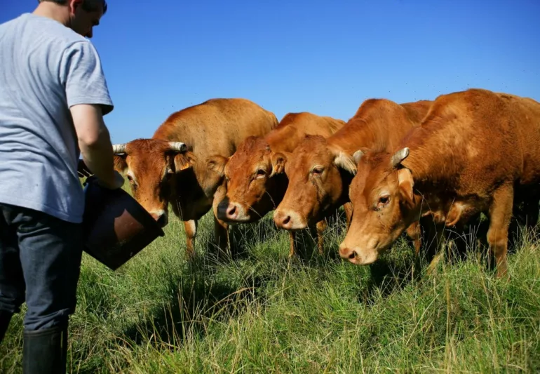 Le festival de cinéma Festi'Vache met la grande ruralité à l'honneur à Saint-Martin-en-Haut