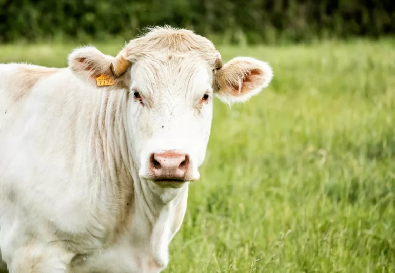 Le 142ᵉ Comice de Feurs met à l'honneur l'agriculture avec des acteurs des Monts du Lyonnais