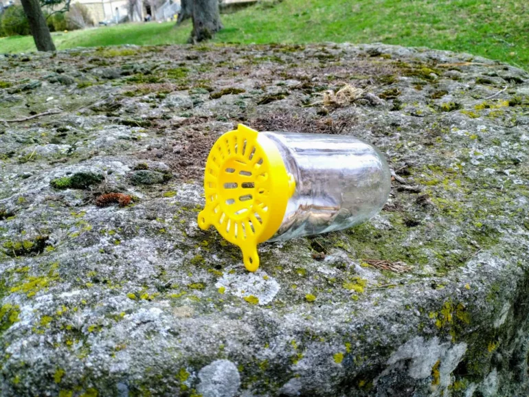 Frelon asiatique dans la Loire : « Une seule reine capturée, c'est 10.000 frelons de moins en été »