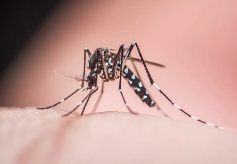 La mobilisation contre le moustique tigre s'organise dès ce printemps dans les Monts du Lyonnais