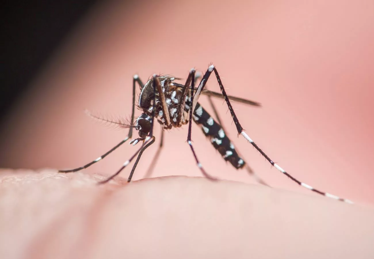 La mobilisation contre le moustique tigre s'organise dès ce printemps dans les Monts du Lyonnais