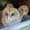 Le Parc de Courzieu célèbre la naissance exceptionnelle de trois chouettes de l’Oural