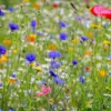 Une semaine d&rsquo;animations gratuites autour de la nature débarque à Essertines-en-Donzy avec la Micro-Folie