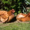 Un éleveur de Mornant cherche des familles pour adopter ses 5000 poules pondeuses