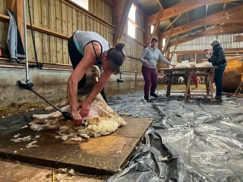 L'association Bêle se mobilise pour relancer la filière de la laine locale dans les monts du Lyonnais 2 De la tonte aux produits finis, l'association Bêle veut relocaliser la filière laine - © Association Bêle