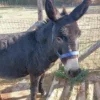 Panissières recherche des bénévoles pour prendre soin des animaux de son parc municipal