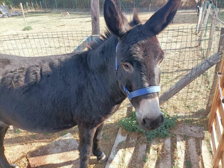 Panissières recherche des bénévoles pour prendre soin des animaux de son parc municipal